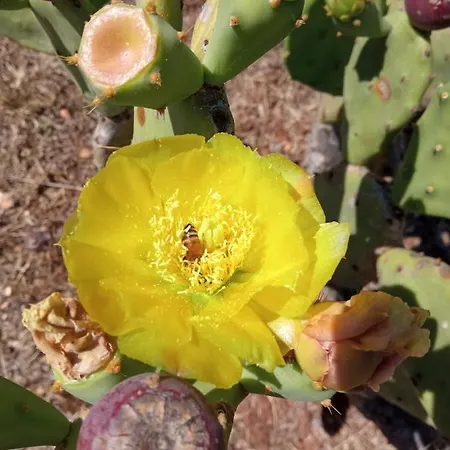 Sol Invictus Est Дом отдыха